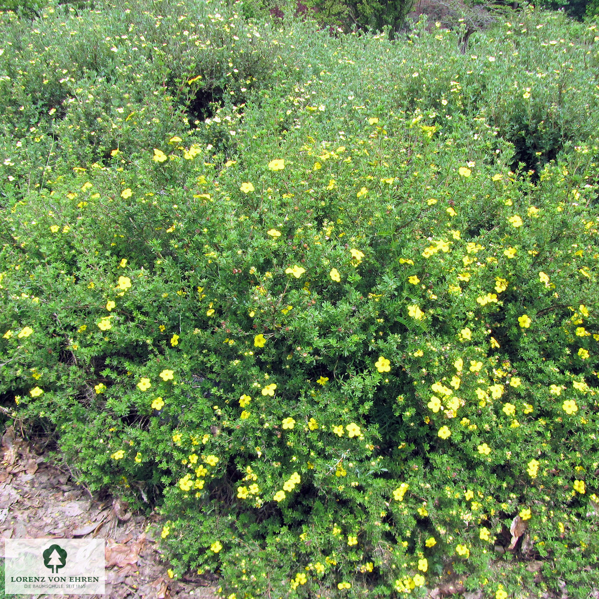 Potentilla fruticosa 'Klondike'