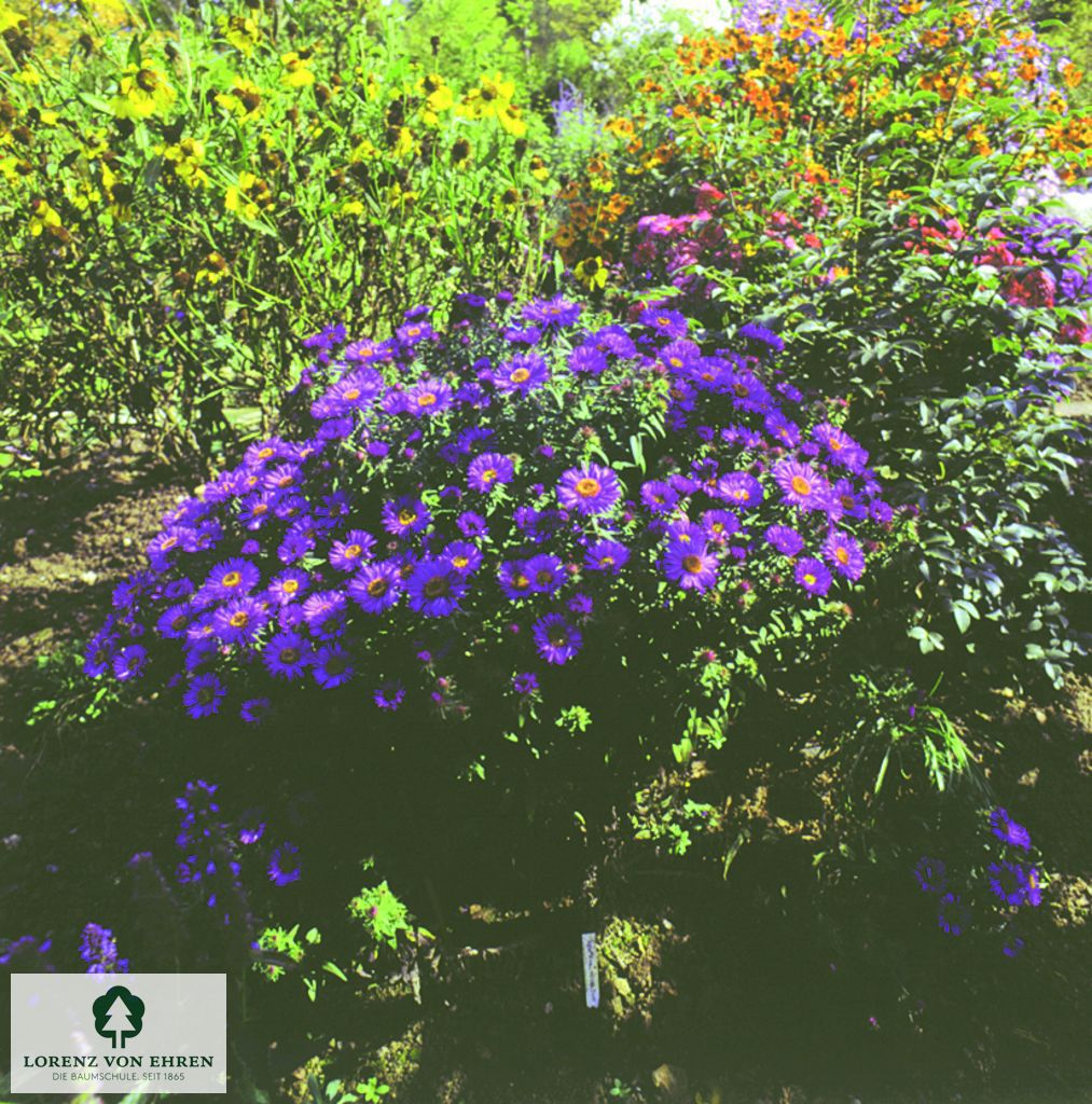 Aster novae-angliae 'Purple Dome'