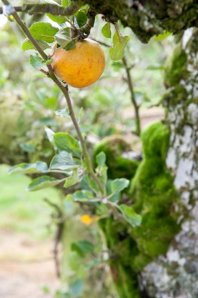 Apfel 'Holsteiner Cox' Unikat