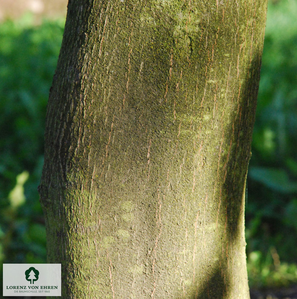 Styrax obassia