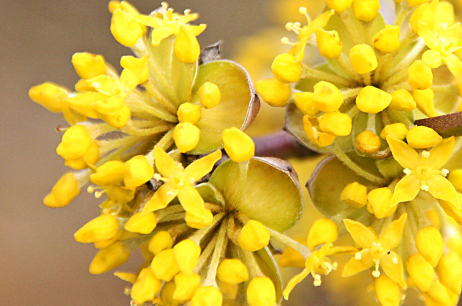 Die zarten gelben Blüten der Kornelkirsche