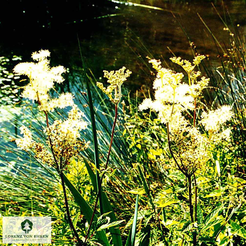 Filipendula ulmaria