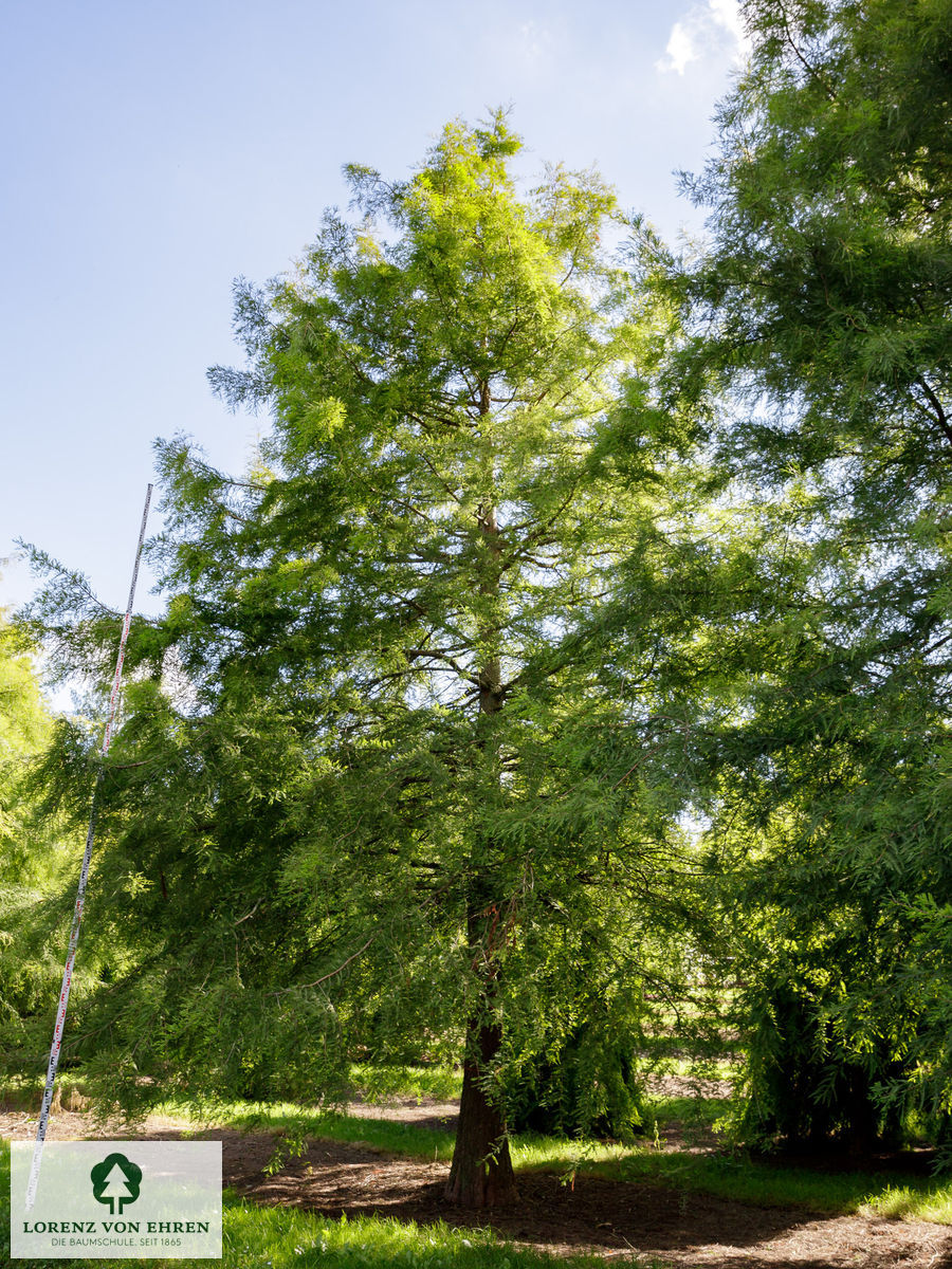 Taxodium distichum