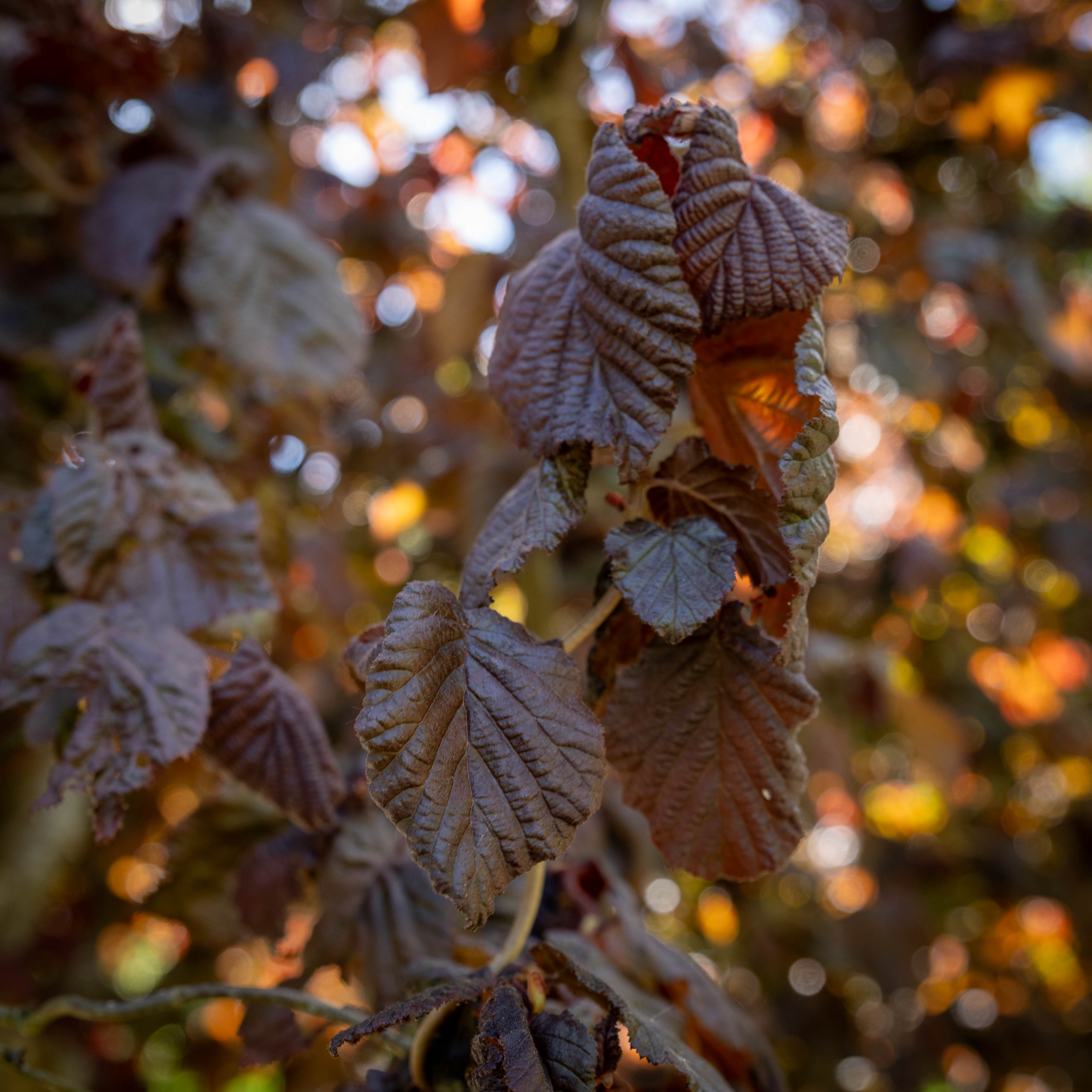 Corylus avellana  'Red Majestic' VJ