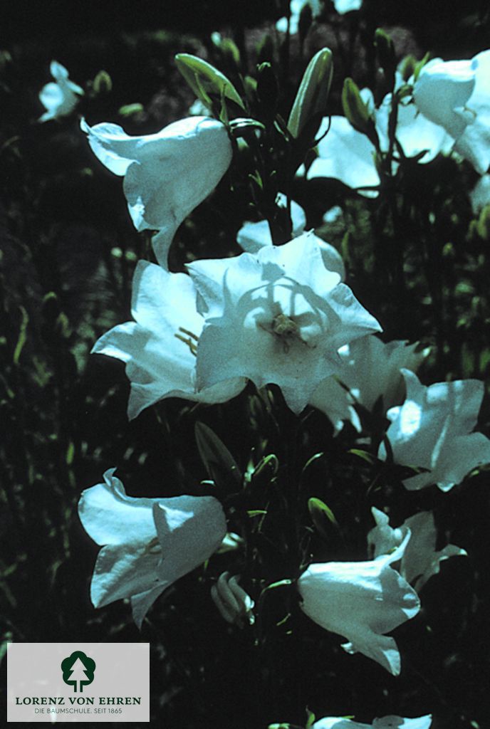 Campanula persicifolia 'Grandiflora Alba'