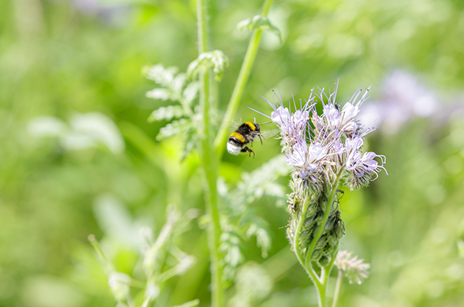 Insektenweide Insektenweide