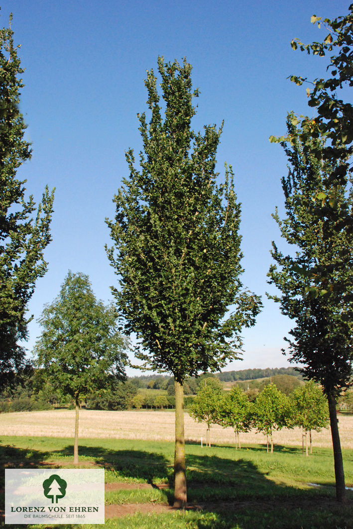 Ulmus hollandica 'Columella'