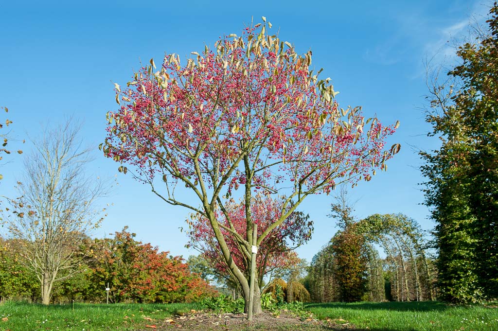 Euonymus yedoensis Unikat