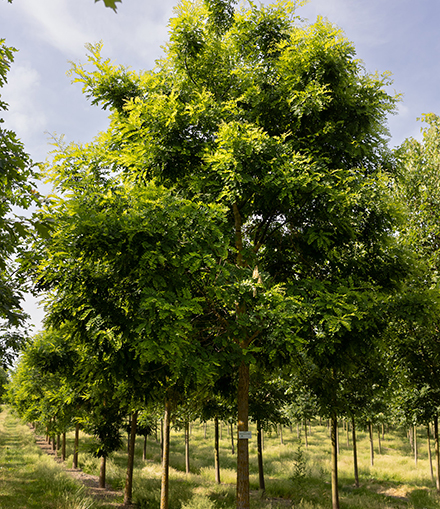 Großbaum Styphnolobium japonicum im Sommer 
