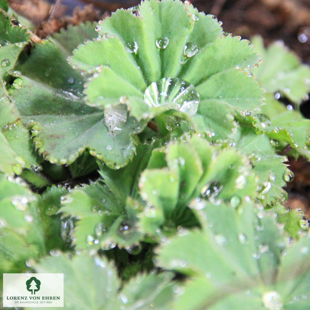 Alchemilla mollis