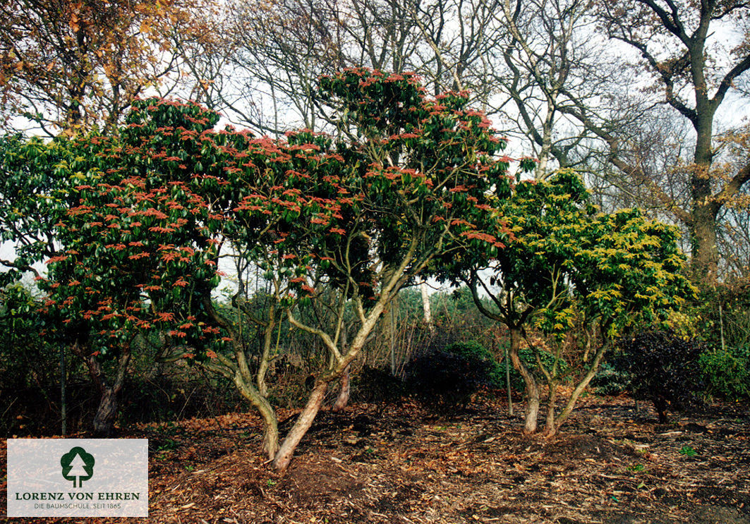 Pieris japonica