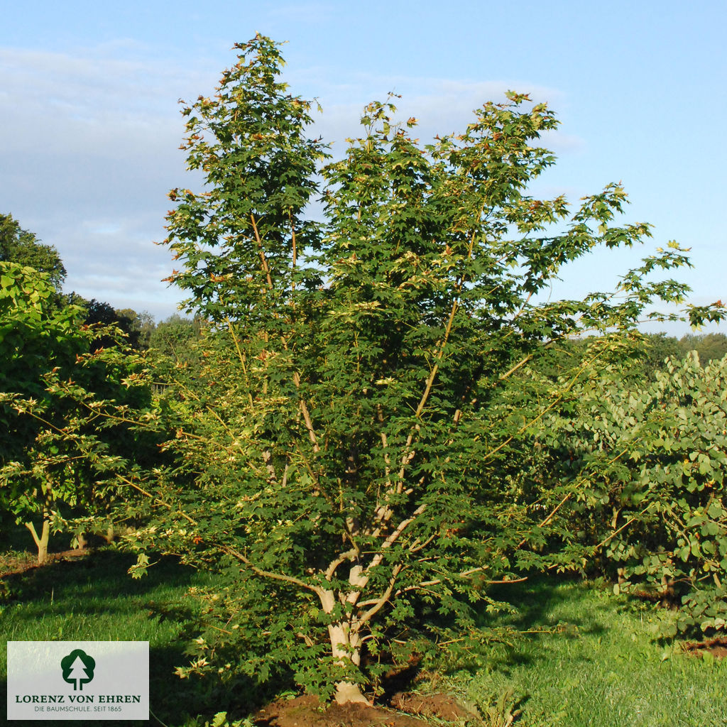 Acer cappadocicum 'Aureum'