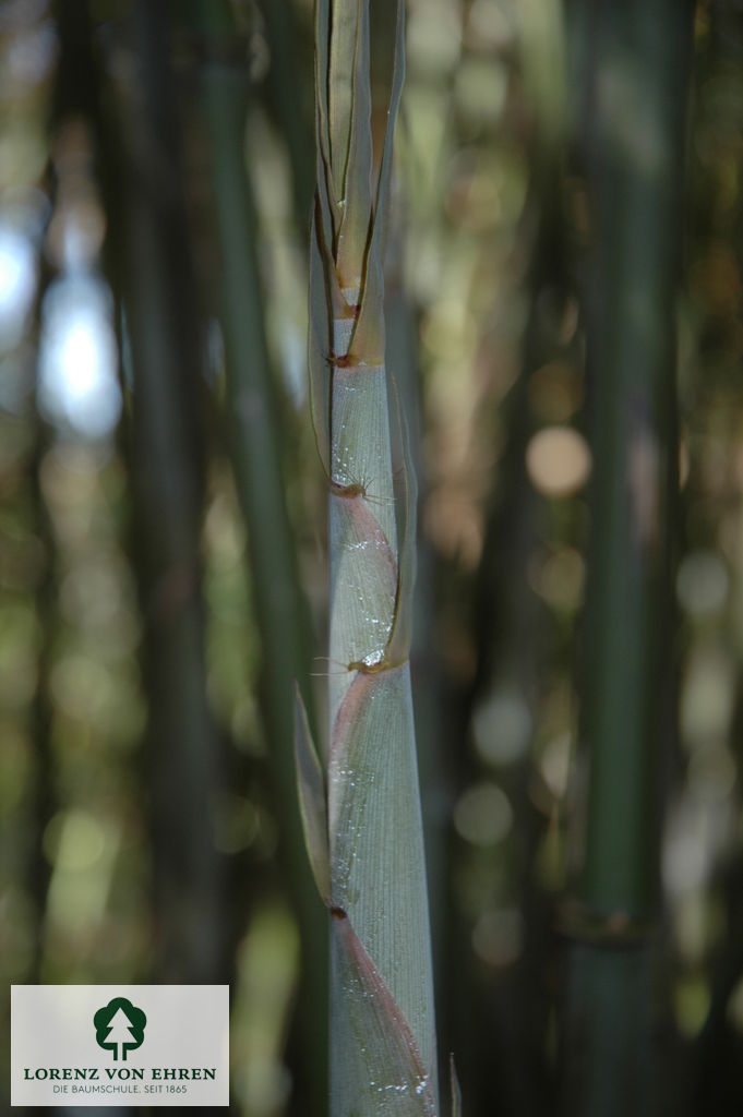 Phyllostachys nigra punctata