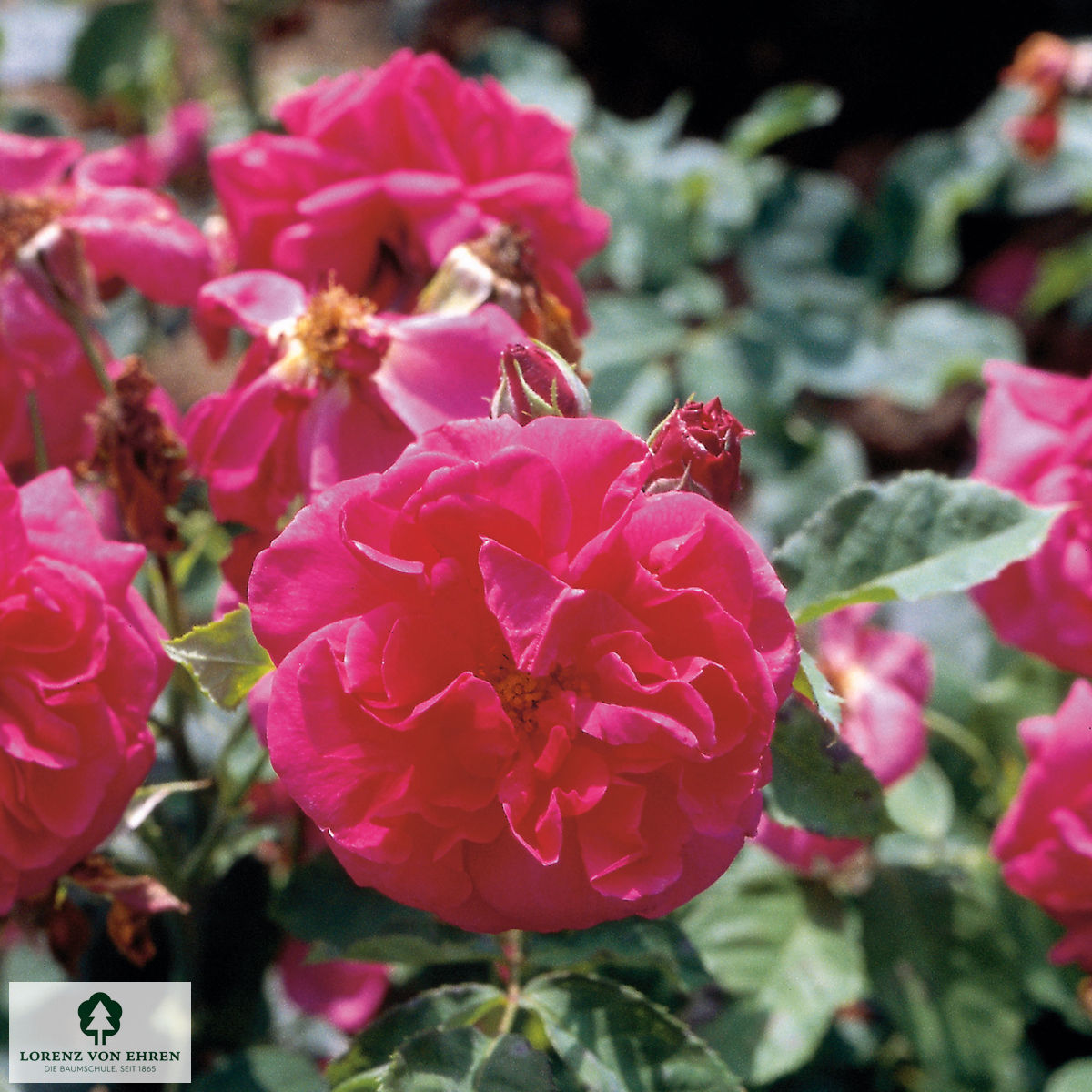 Rosa 'Wife of Bath'