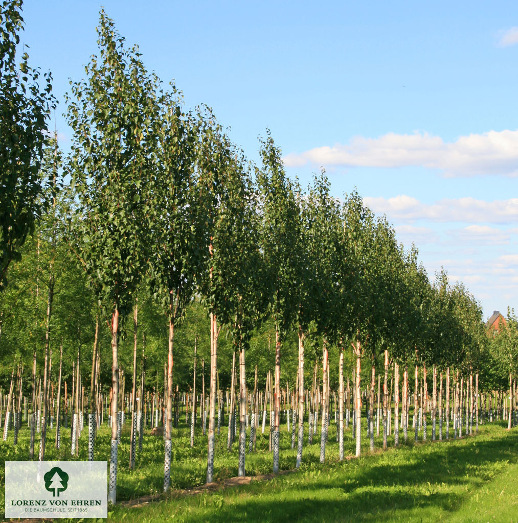 Betula albosinensis