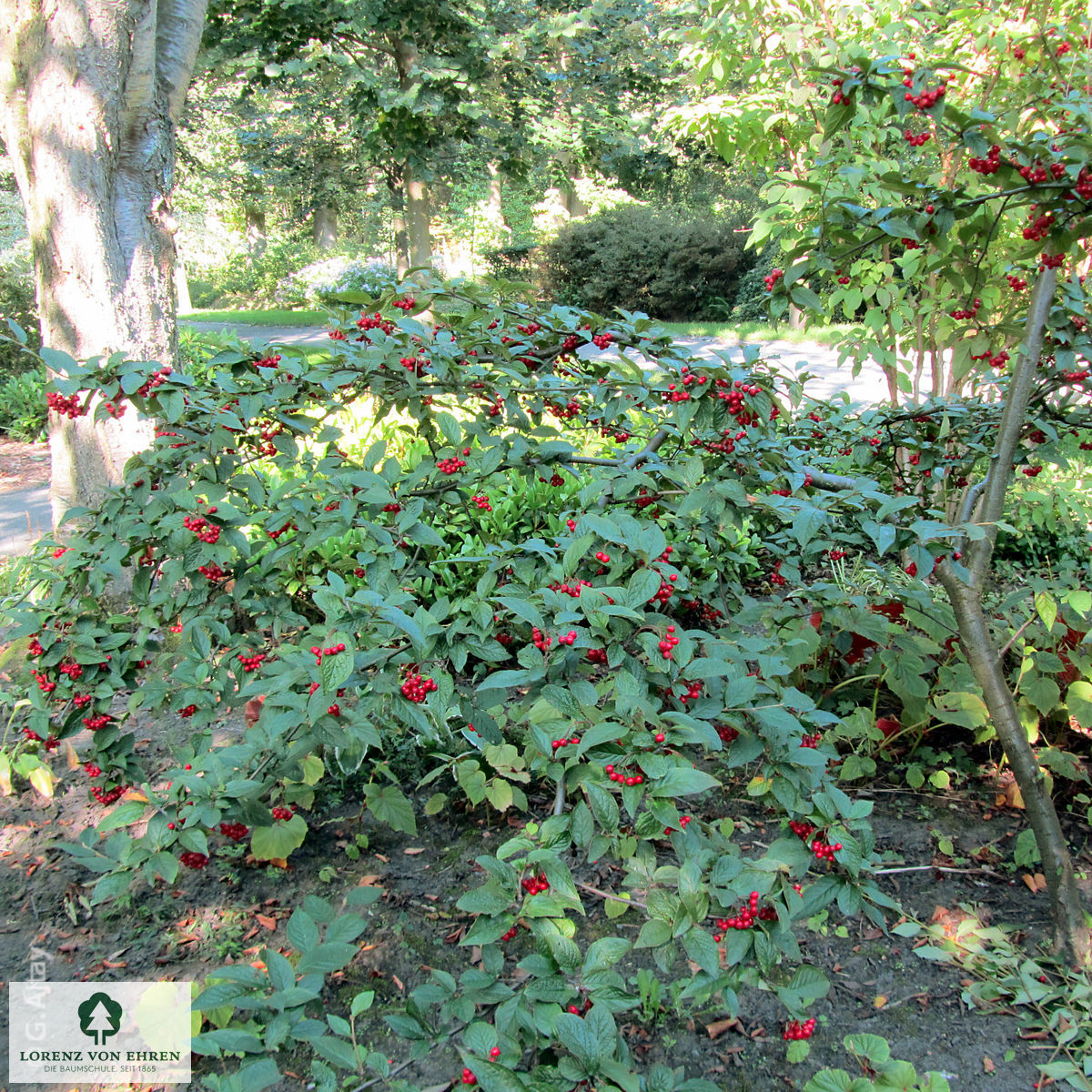 Cotoneaster bullatus