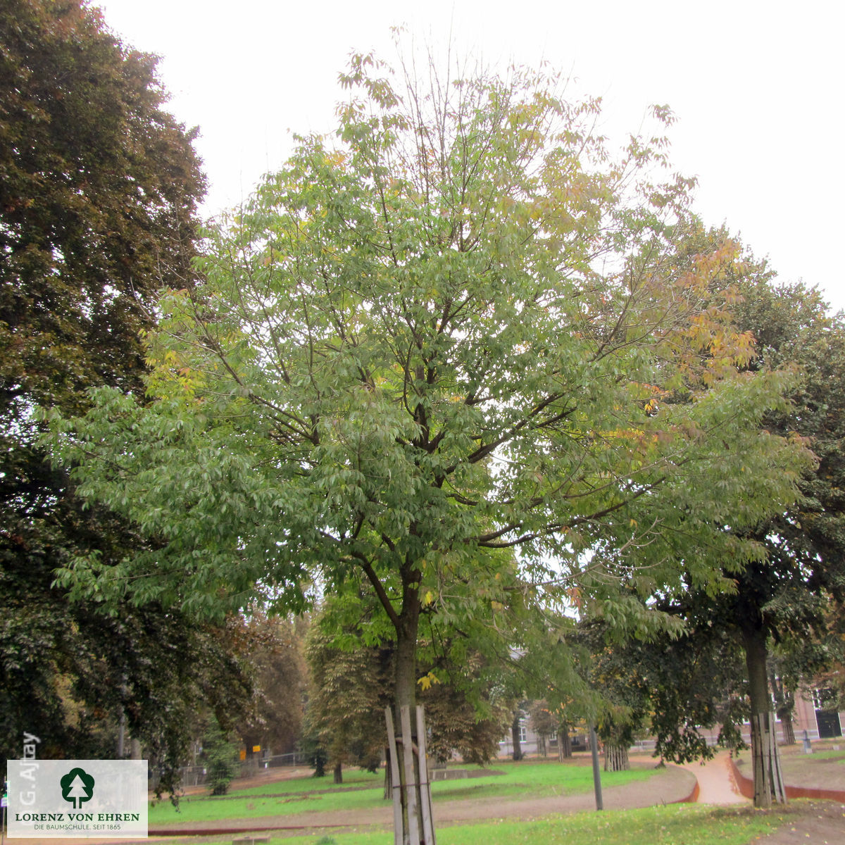 Fraxinus americana microcarpa