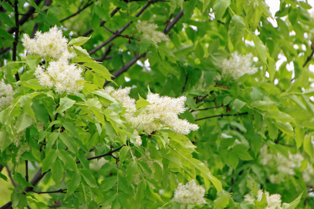 Fraxinus ornus Blüte Weiß blühende Esche
