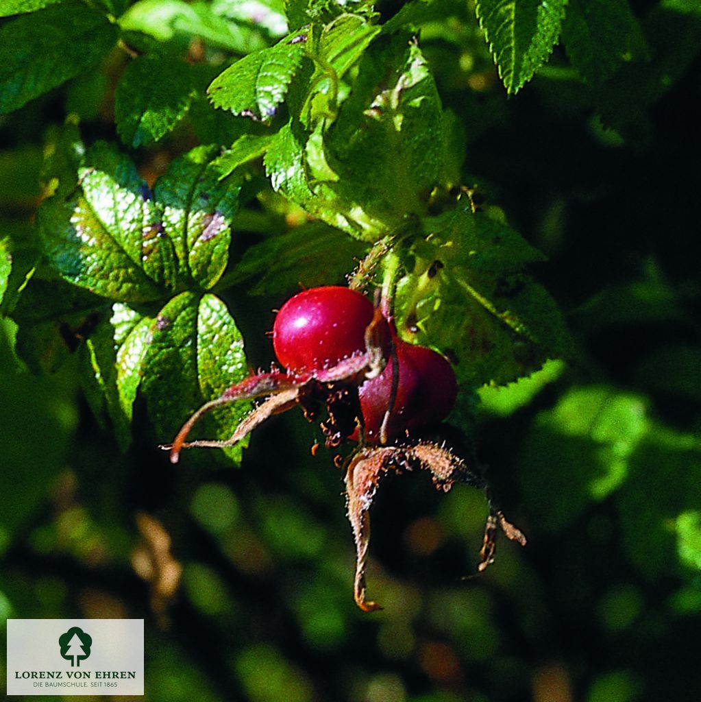 Rosa rugotida