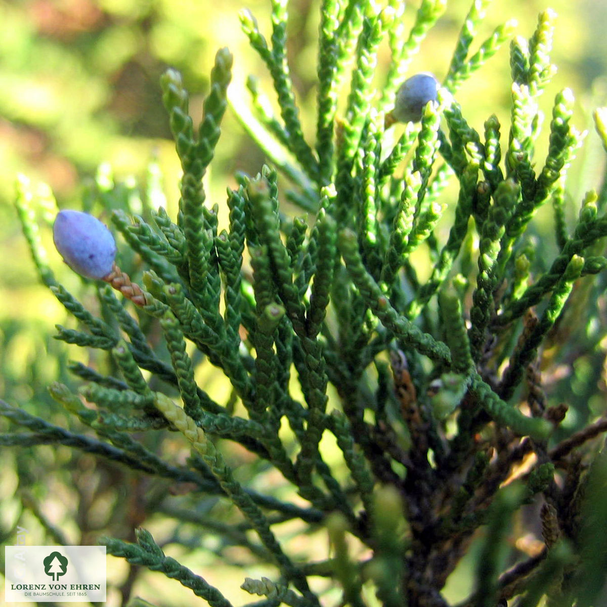 Juniperus virginiana 'Canaertii'