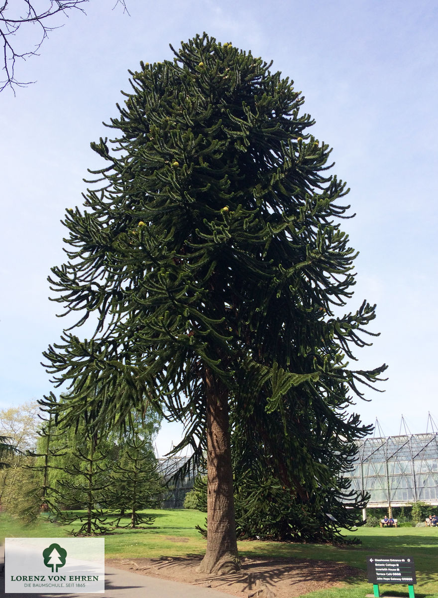 Araucaria araucana