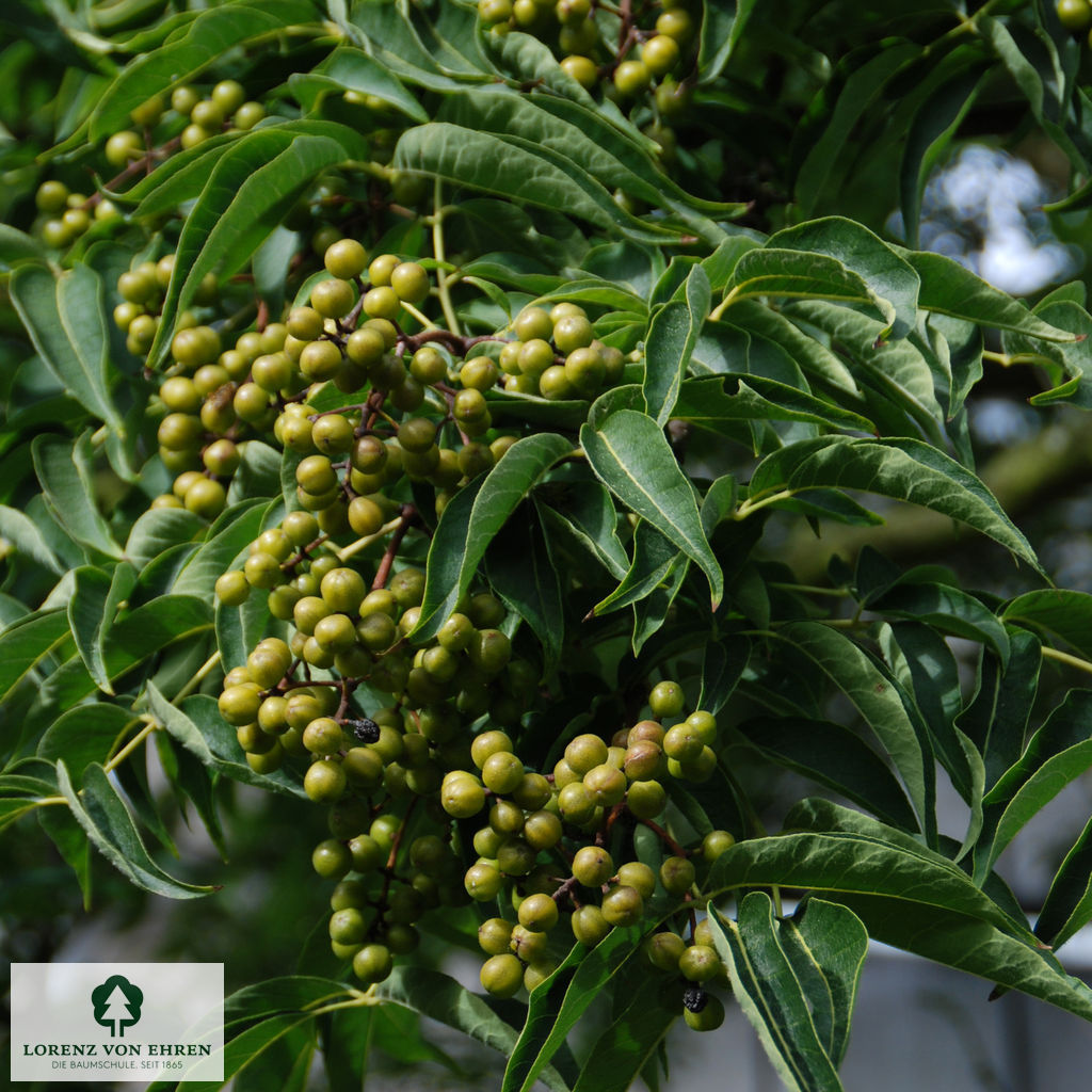 Phellodendron amurense