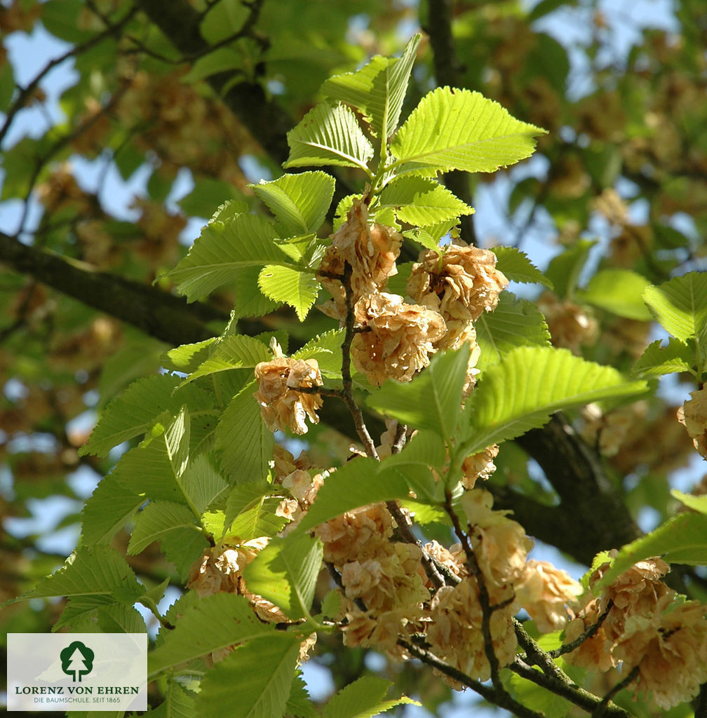 Ulmus hollandica 'Lobel'