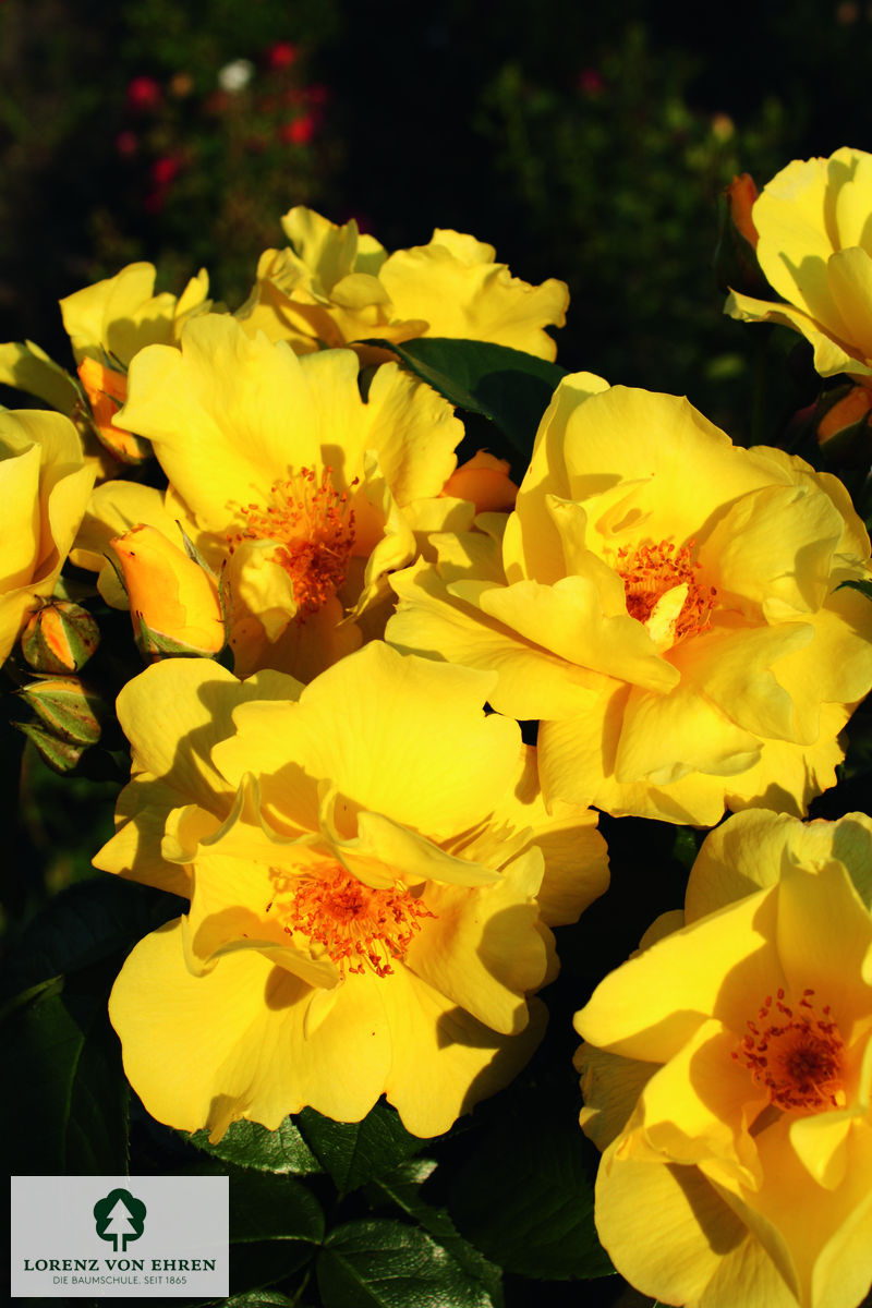 Rosa 'Lemon Fizz'