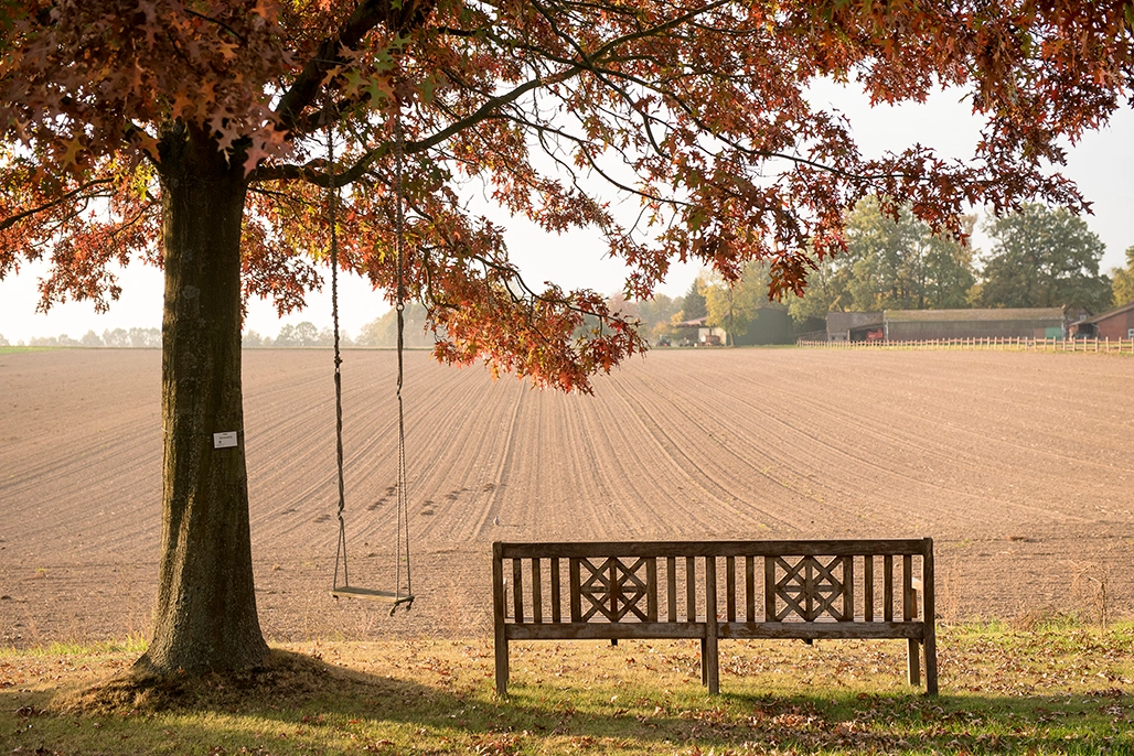 Ein milder Herbstag eine Holzbank steht unter einer  großen Eiche