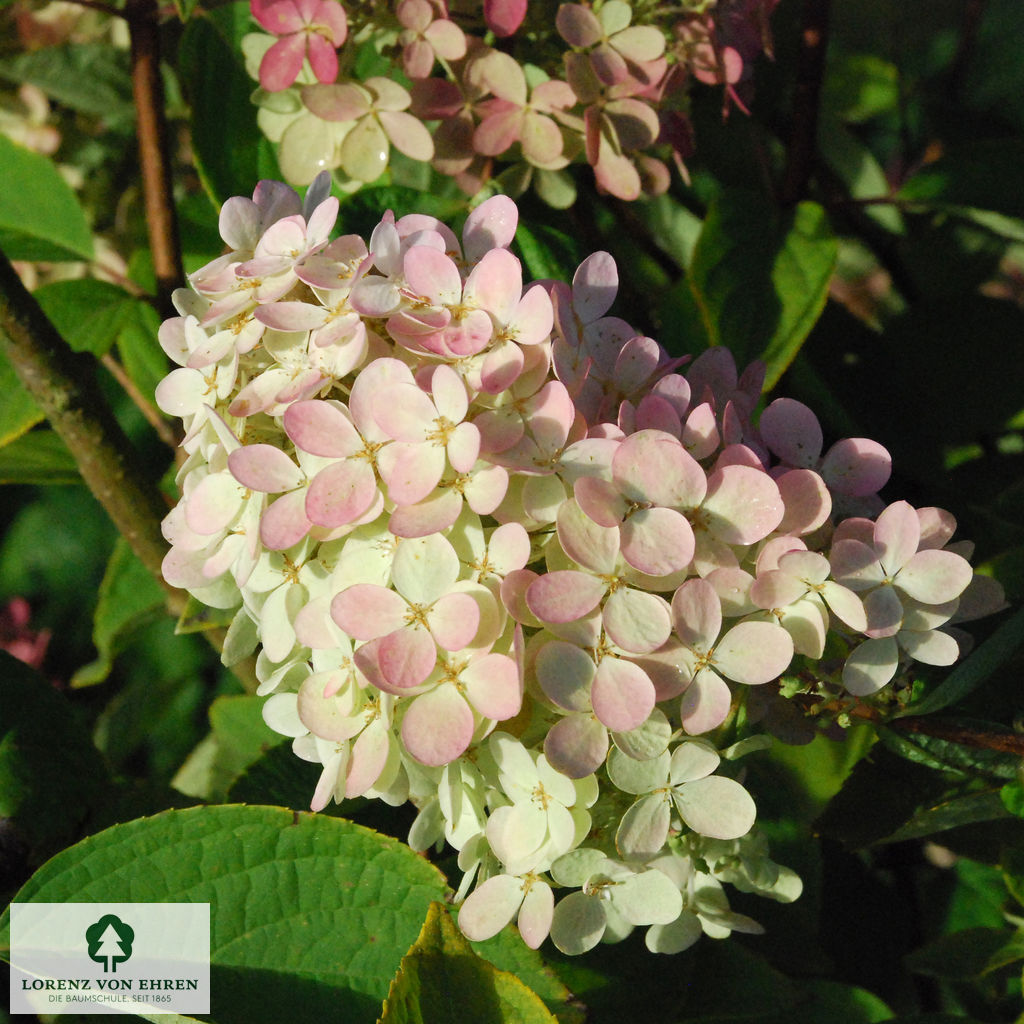 Hydrangea paniculata 'Grandiflora'