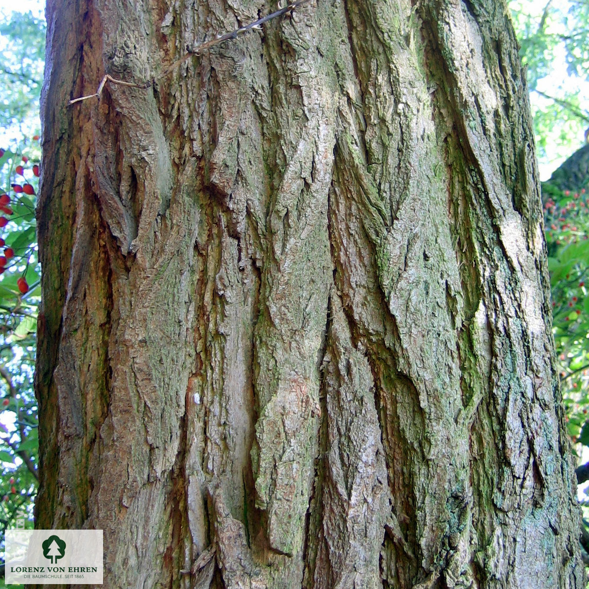 Robinia pseudoacacia 'Tortuosa'