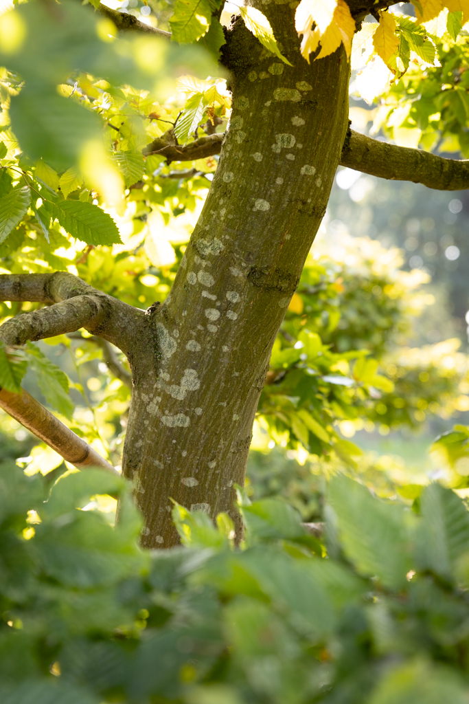 Carpinus betulus Bonsai