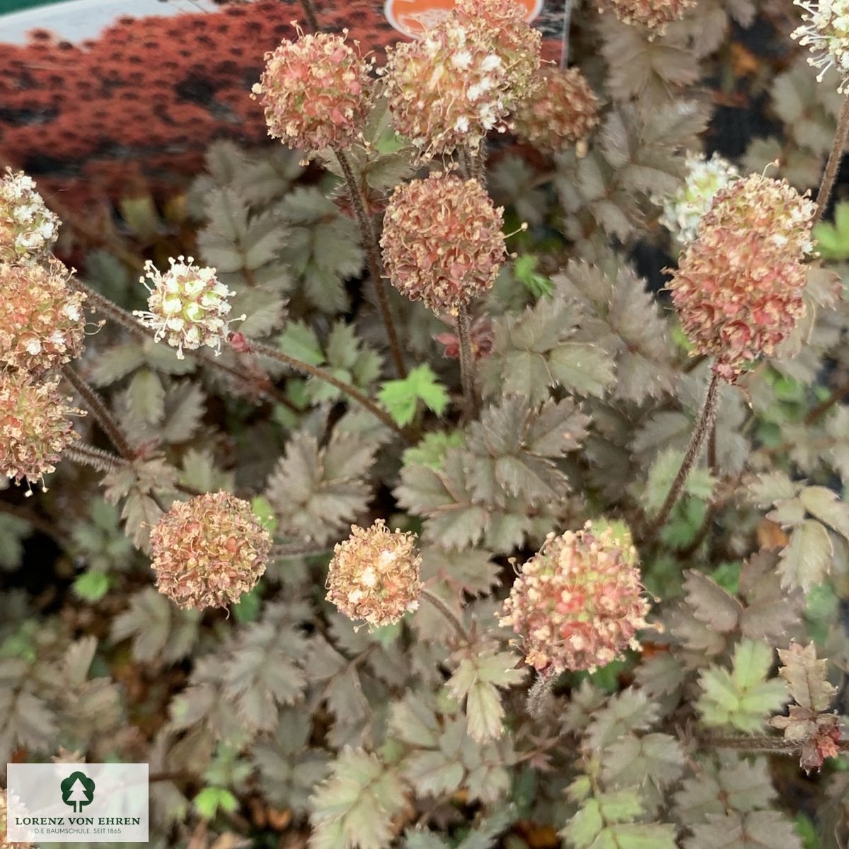 Acaena microphylla 'Kupferteppich'