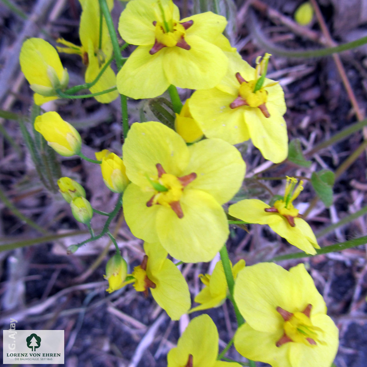 Epimedium pinnatum colchicum