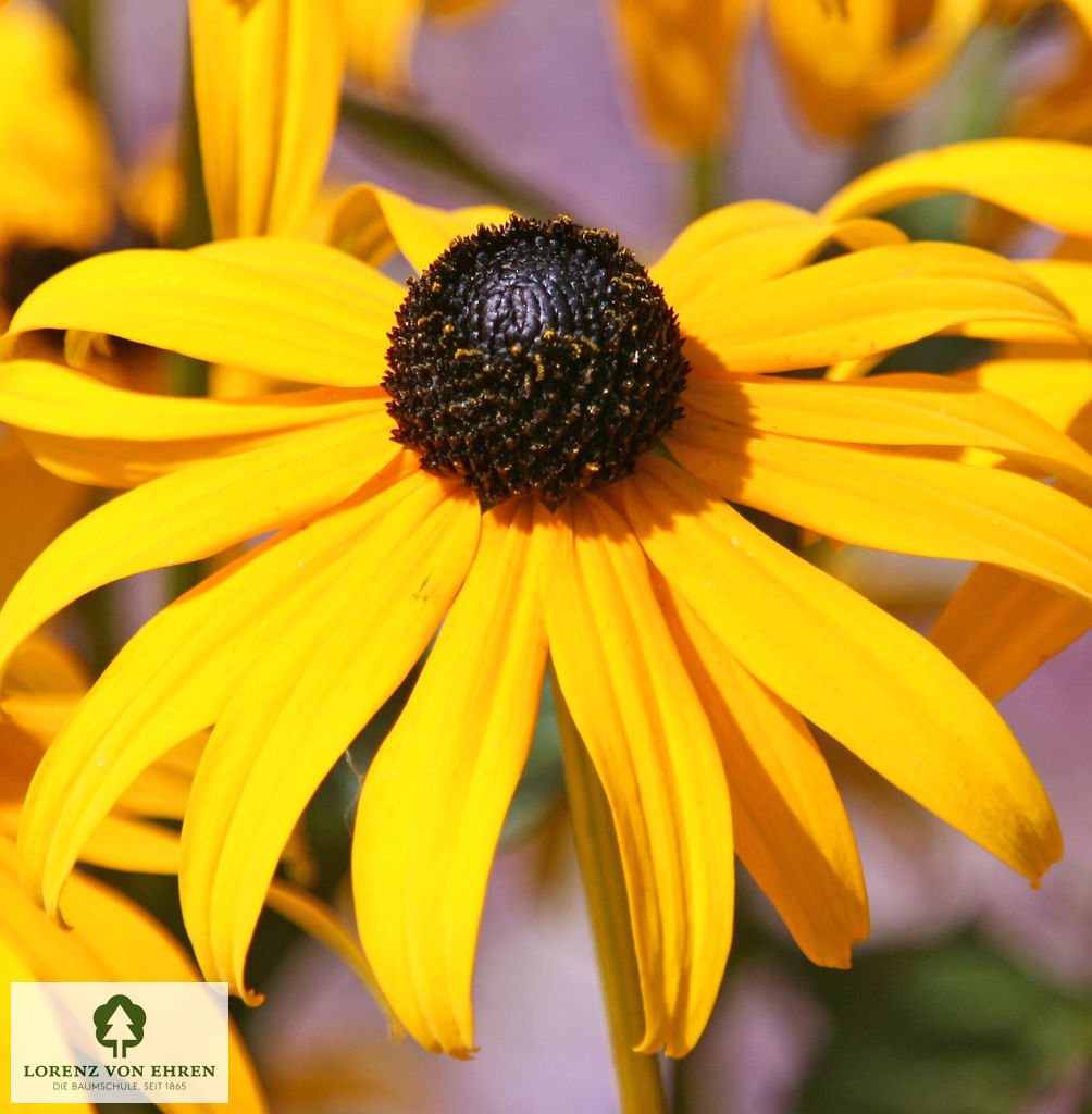 Rudbeckia fulgida 'Goldsturm'