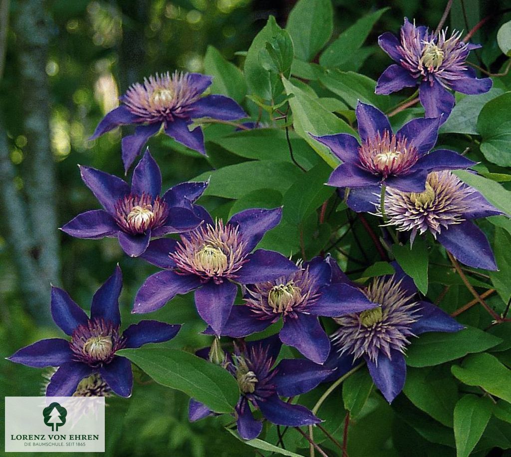 Clematis 'Multi Blue'