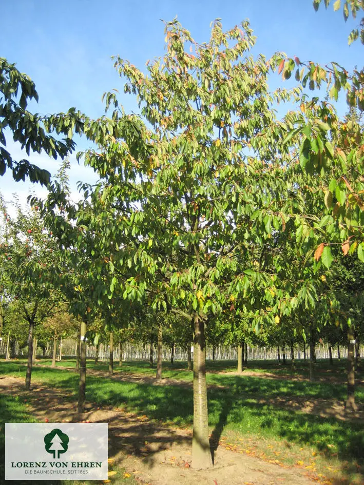 Prunus avium 'Kassins Frühe Herzkirsche'