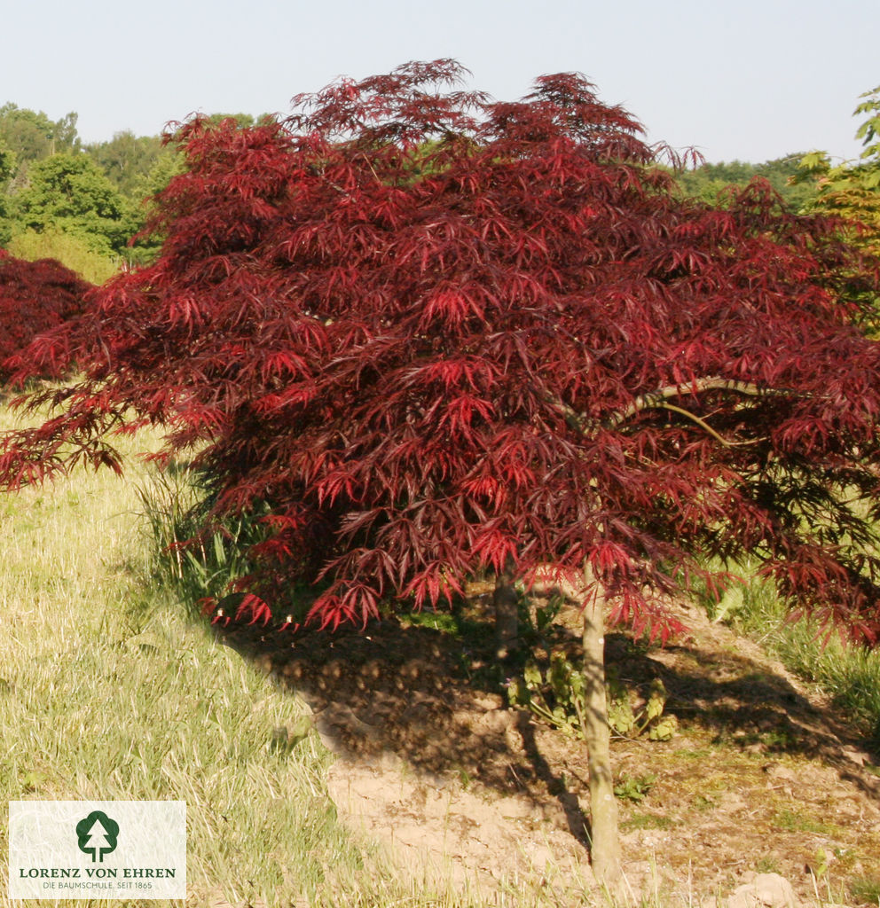 Acer palmatum 'Dissectum Garnet'