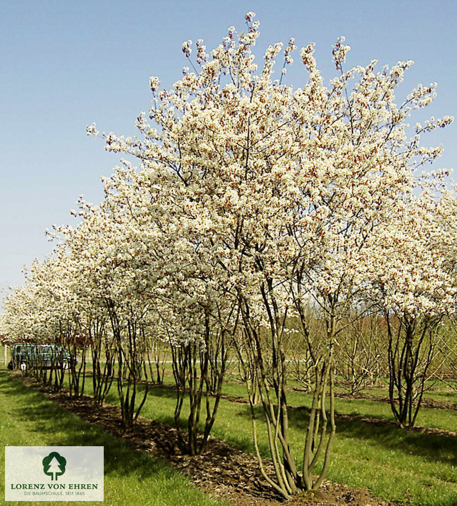 Amelanchier lamarckii Frühling Mehrstämmer