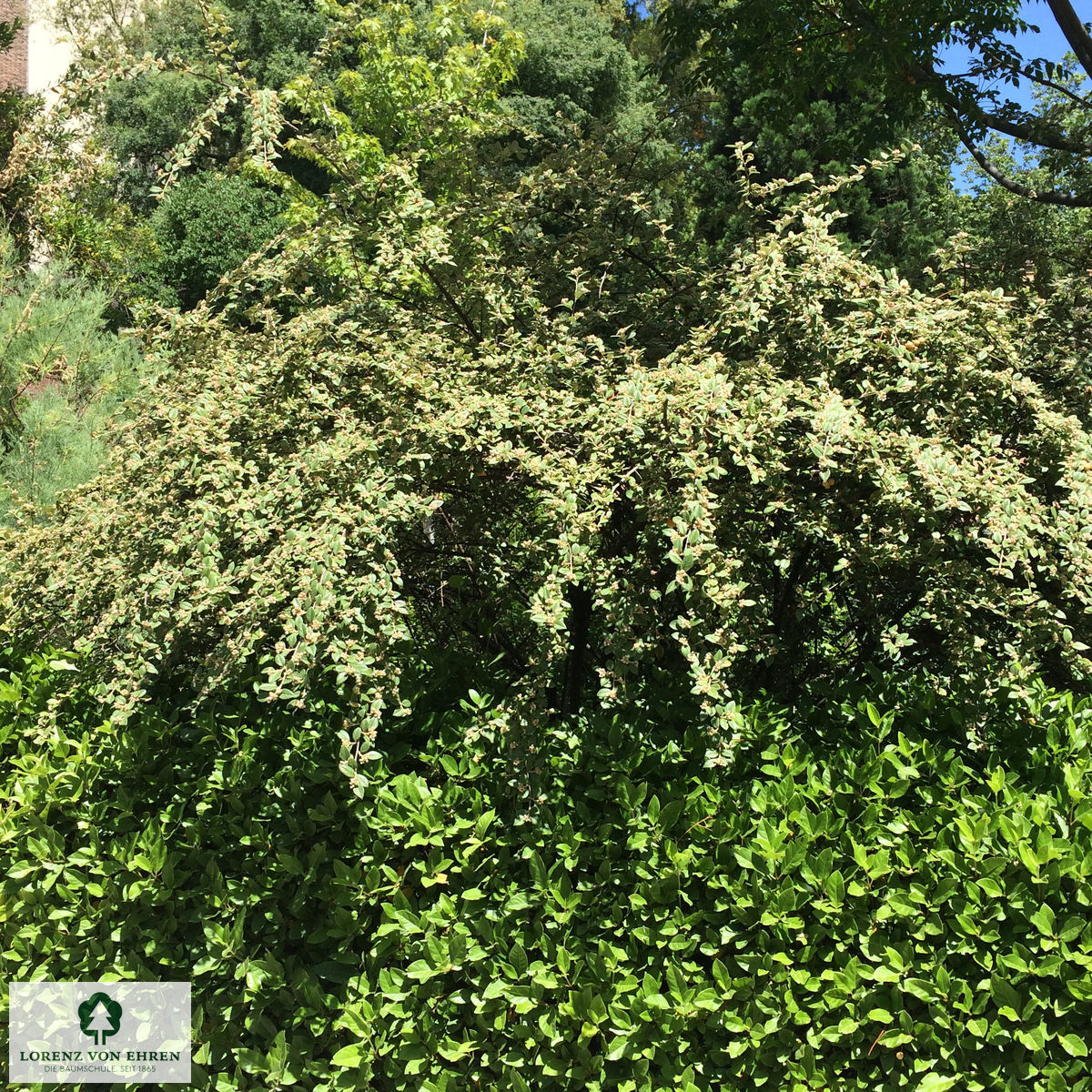 Cotoneaster franchetii