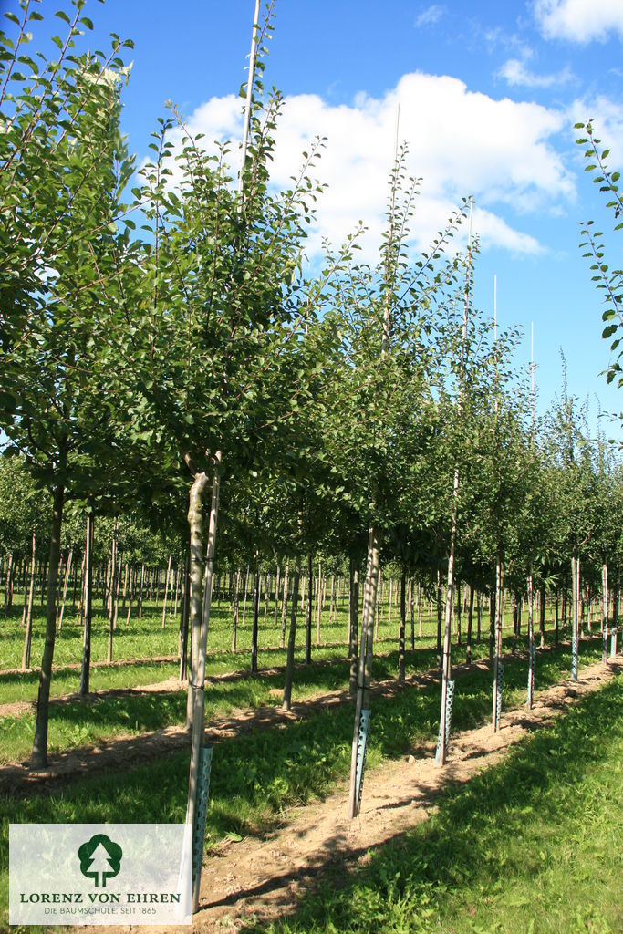 Prunus domestica 'Mirabelle von Nancy'