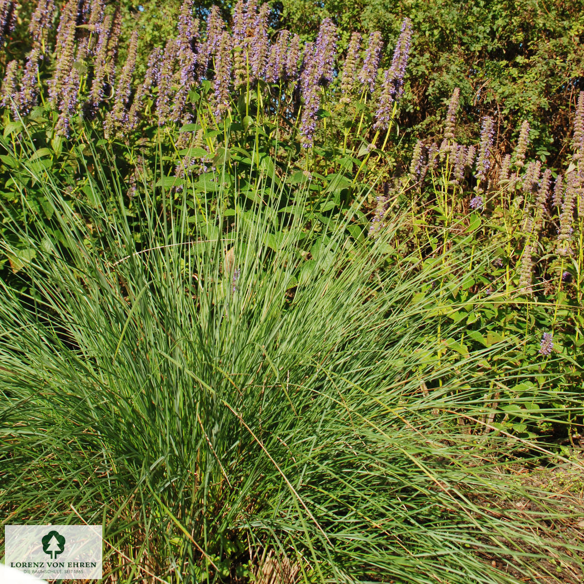 Stipa gigantea