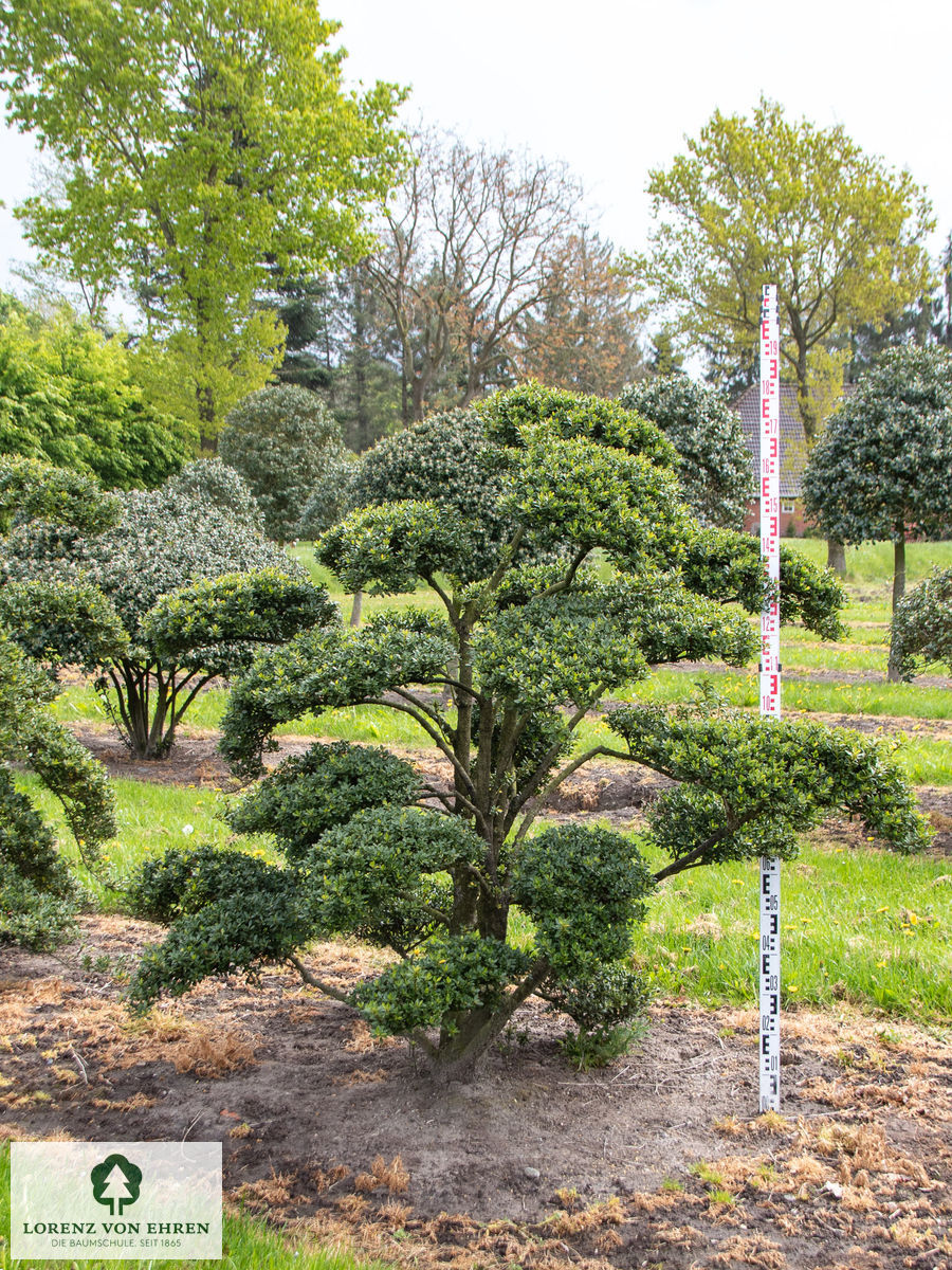 Ilex crenata