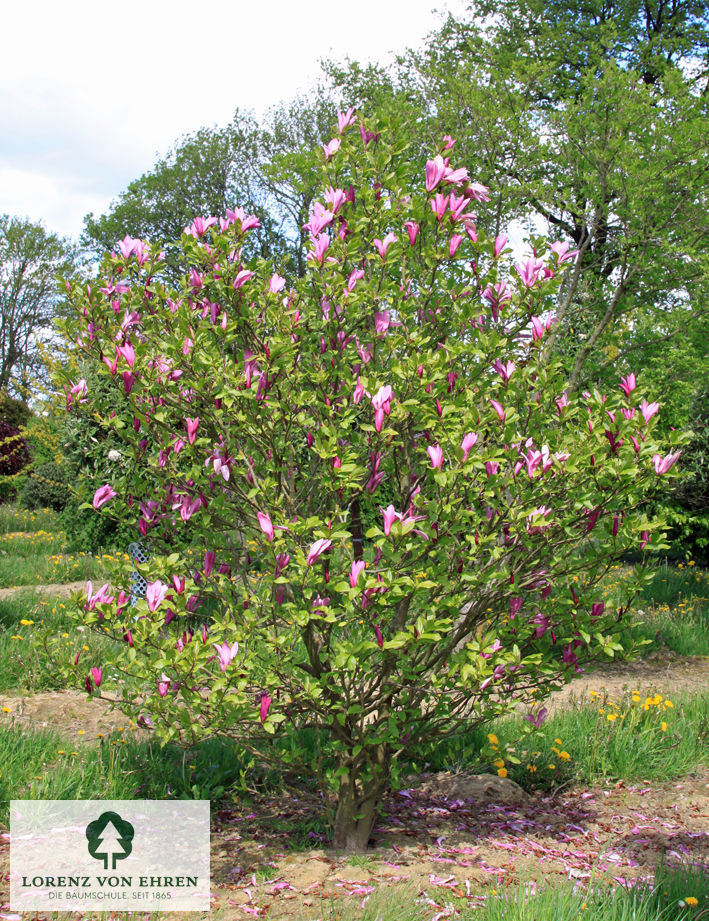 Magnolia liliiflora 'Susan'