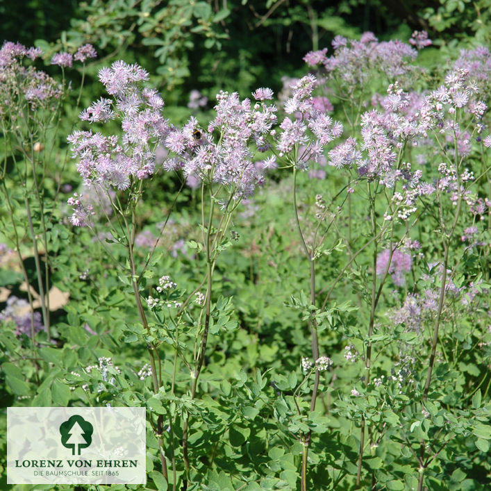 Thalictrum aquilegifolium