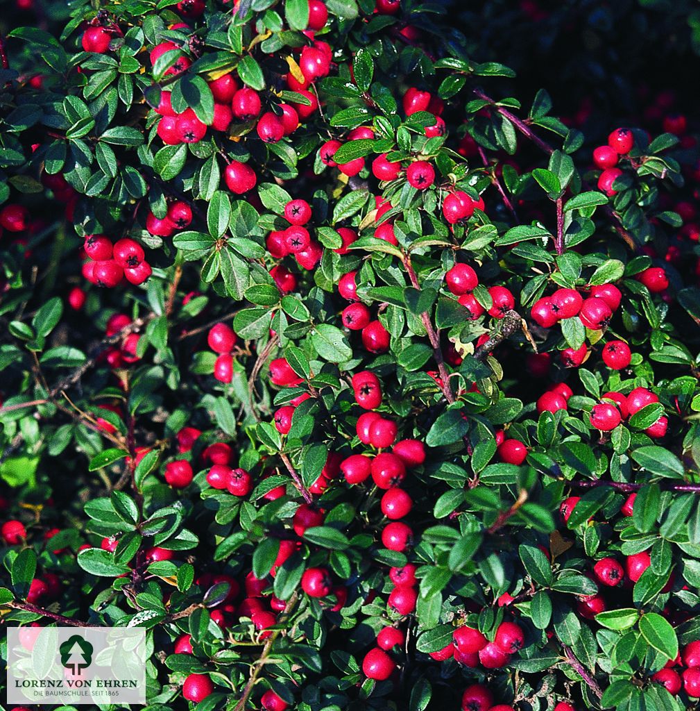 Cotoneaster dammeri 'Jürgl'