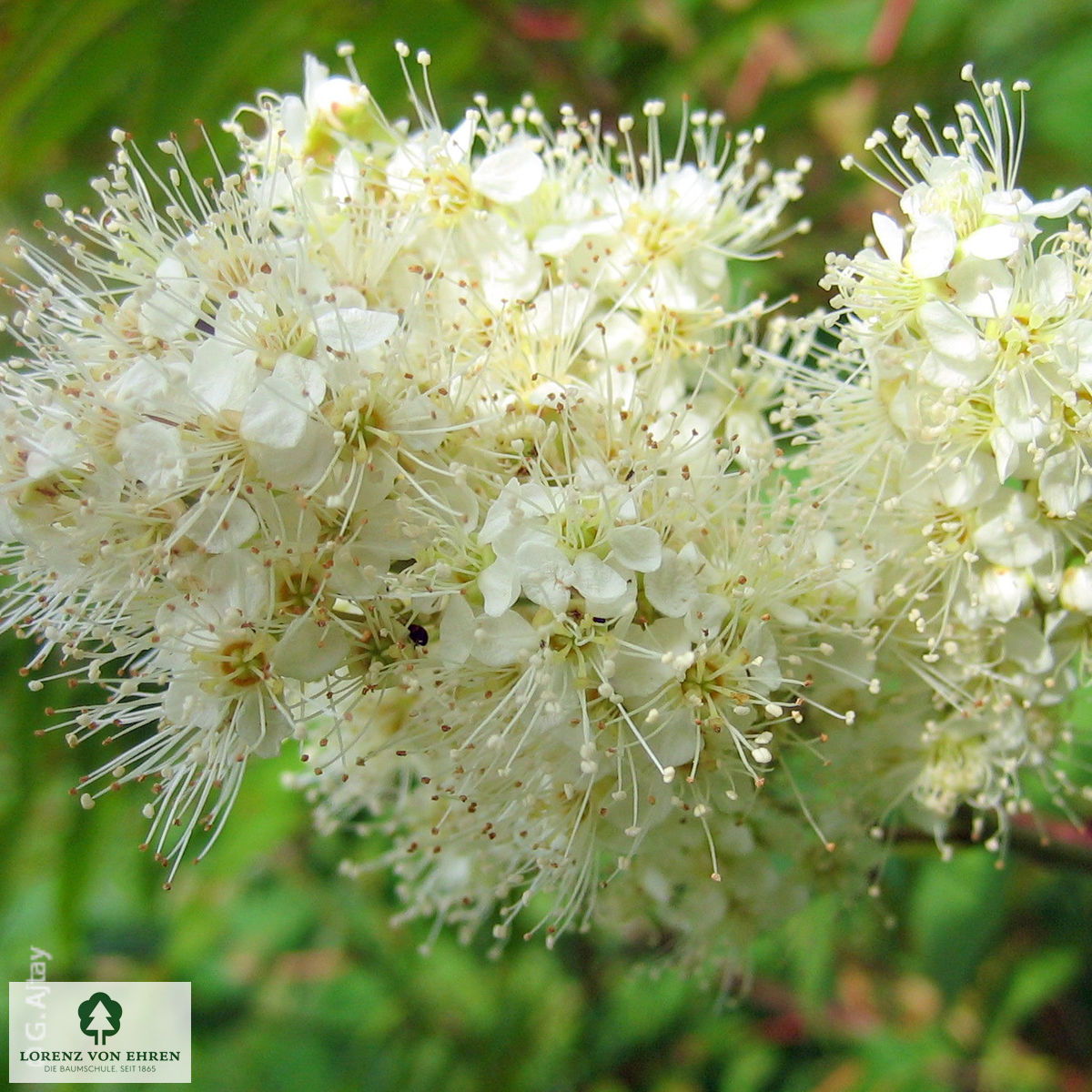 Sorbaria sorbifolia