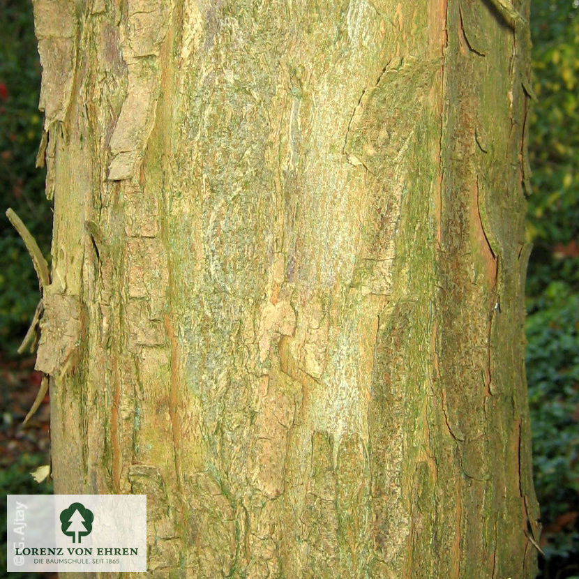 Acer buergerianum