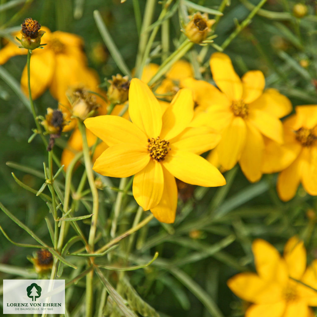 Coreopsis verticillata 'Grandiflora'