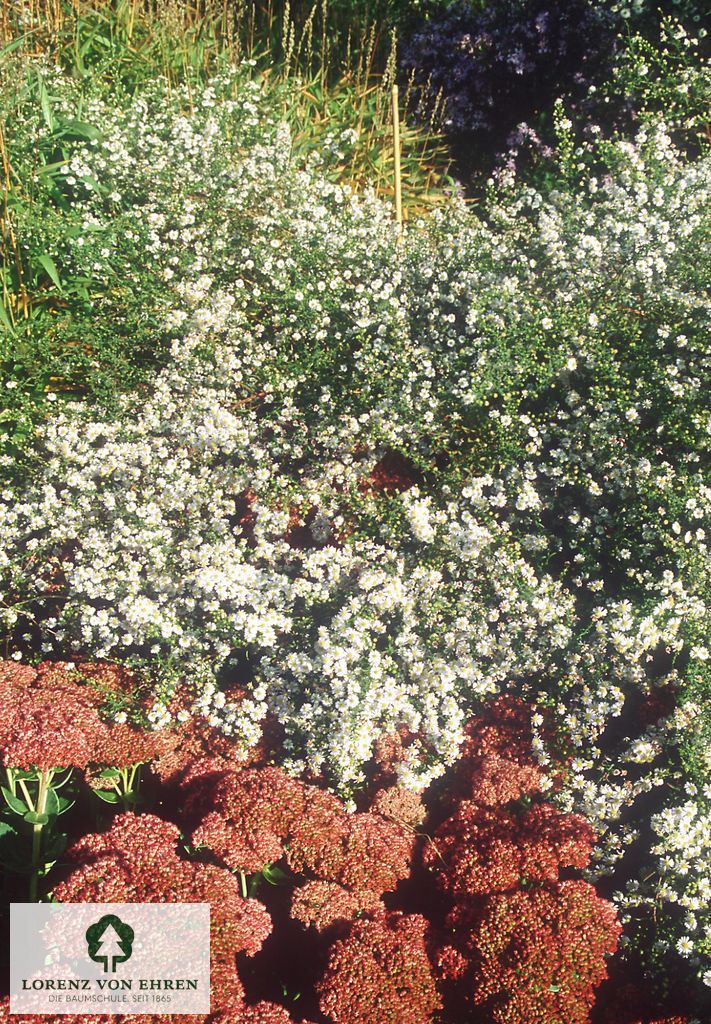 Aster ericoides 'Schneegitter'
